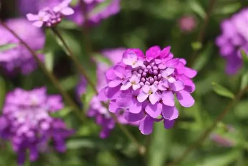 Iberis umbellata - Candytuft