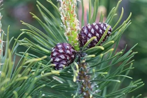 Pinus mugo - pi de muntanya