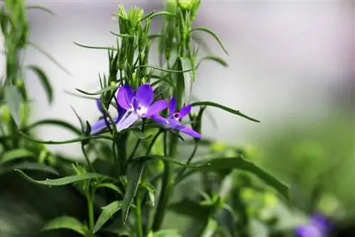 Lobelia erinus - ซื่อสัตย์ต่อผู้ชาย