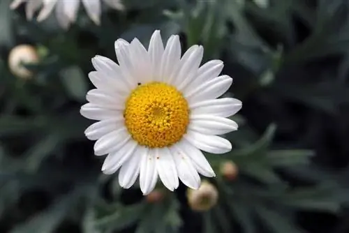 Marguerite