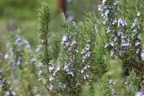 Romero - Rosmarinus officinalis