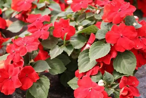 drukke Lieschen - Impatiens walleriana