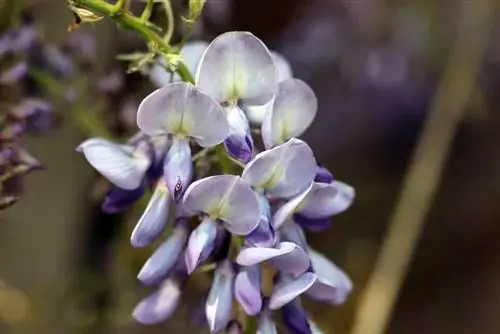 Hoe vinnig groei wisteria? - Groei inligting