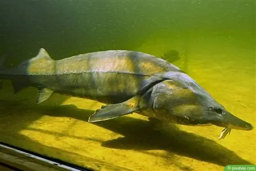 Esturjão no lago do jardim