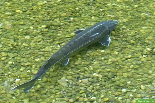 Steur (Sterlet) in de tuinvijver