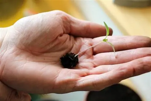 young tomato plant