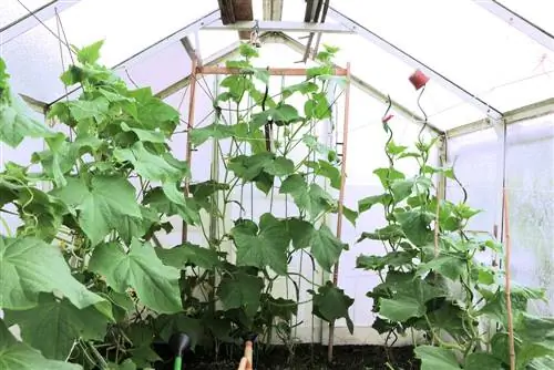 11 tips for planting in a greenhouse - What goes into the greenhouse?