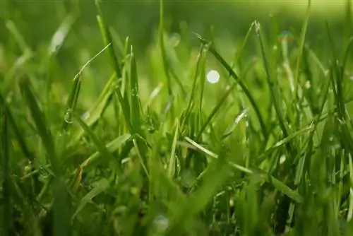 Watter grasperkkunsmis om in die lente te gebruik? 9 wenke vir die lente