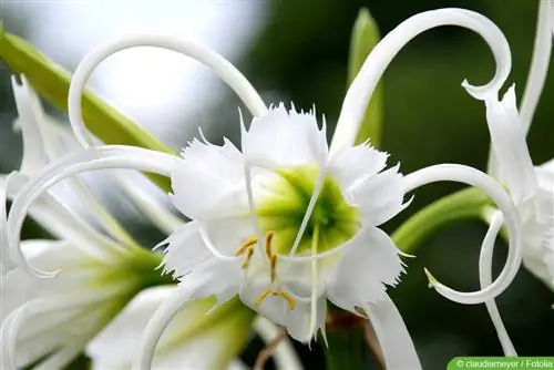 Zoo nkauj cuticle - Hymenocallis