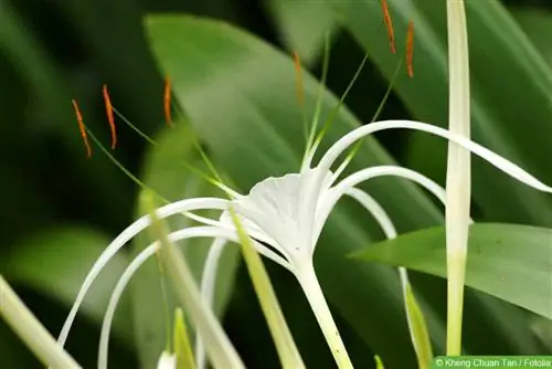 Գեղեցիկ կուտիկուլ՝ Hymenocallis