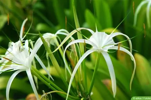 Chiroyli teri, Hymenocallis: A dan Z gacha parvarish