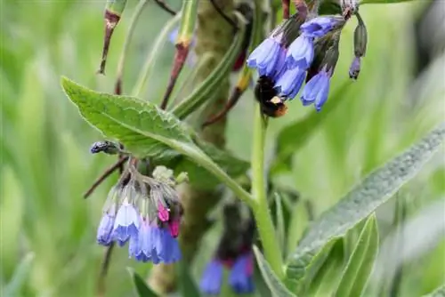 Valmistage lehtedest comfrey-salvi