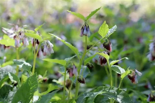 Comfrey майын өзүңүз жасаңыз - Жалбырактардан жасоо боюнча көрсөтмөлөр