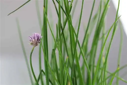 Kata chives kwa usahihi - Maagizo ya kuvuna kwa usahihi