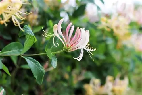 Honeysuckle - Lonicera