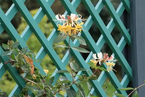 Honeysuckle - Lonicera