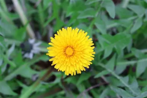 Păpădia - Păpădia - Taracaxum sect. Ruderalia