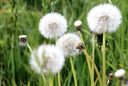 Dandelion - Dandelion - mazhab Taracaxum. Ruderalia