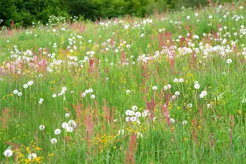 Dandelion - Dandelion - kikundi cha Taracaxum. Ruderalia