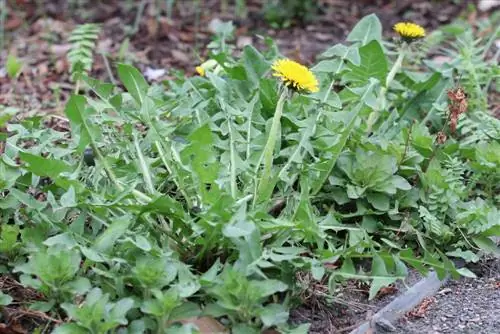 Ondoa dandelions - Vidokezo 7 vya kuharibu, ondoa &