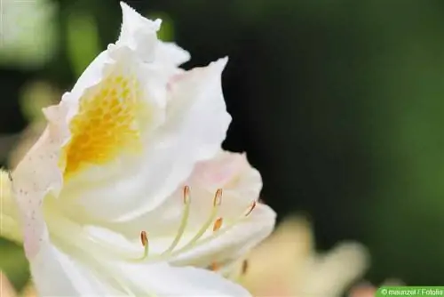 Indendørs azalea - Rhododendron simsii