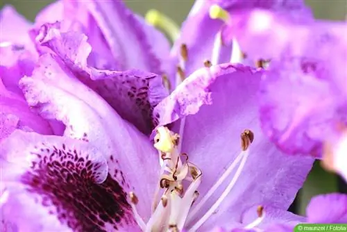 Azalka izbová - Rhododendron simsii