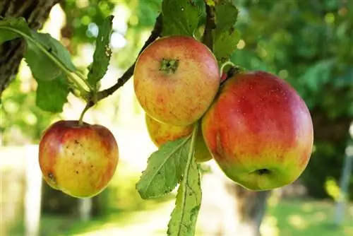 Hoe vinnig groei 'n appelboom? - Groei inligting