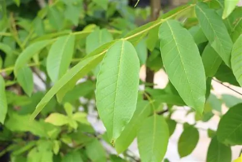 Okkerneut - Juglans regia