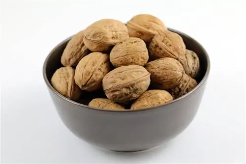 Walnut - Juglans regia