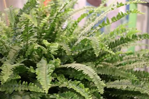 Fern ya upanga - Nephrolepis cordifolia