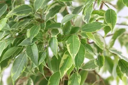 Инжир березовый - Ficus benjamina