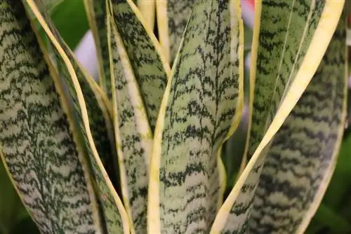 Arched hemp - Sansevieria trifasciata