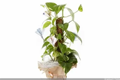 Roślina bluszczowa - Epipremnum aureum