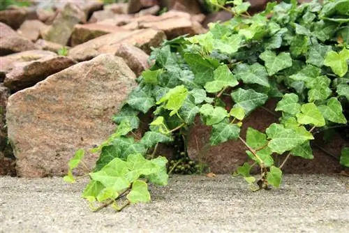 Bršljan - Hedera helix