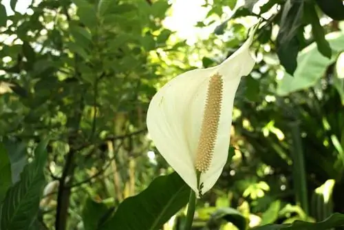 Isang dahon - Spathiphyllum