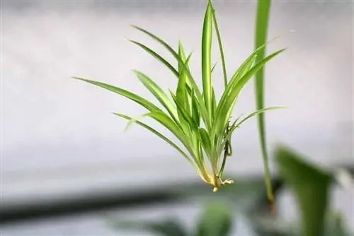 Растение-паук - Chlorophytum comosum.