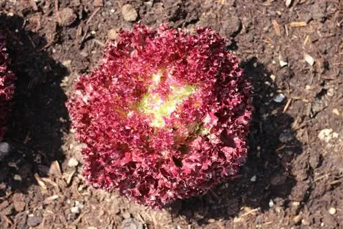 Lactuca sativa - ensalada de trucha