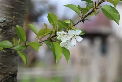 Kersenboom bloeit