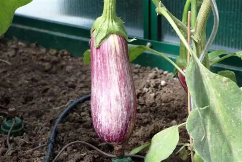 بادمجان - Solanum melongena