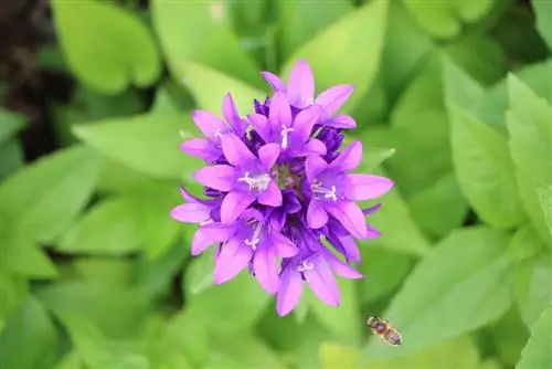 Gromada zvončića - Campanula glomerata