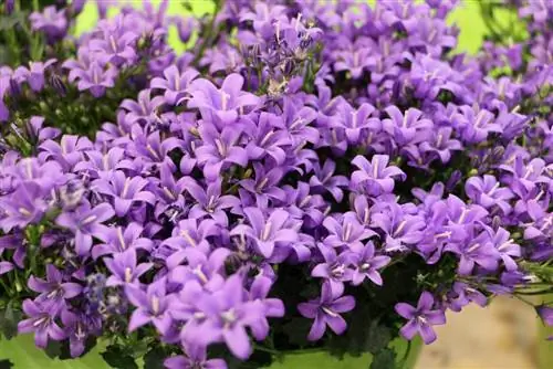 Dalmatiese klokkie - Campanula portenschlagiana