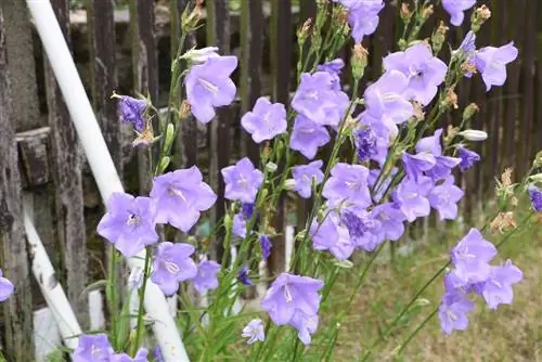 Perskeblaar-klokblom - Campanula persicifoli