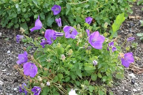 Karpatiese klokkie - Campanula carpatica