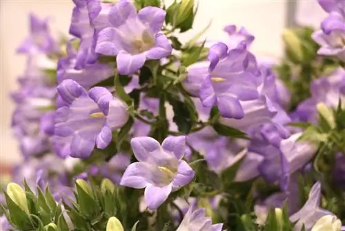 Bellflower, Campanula: Verzorging van A tot Z