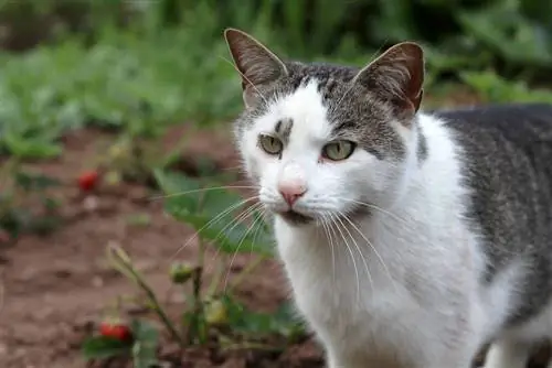 Bescherming tegen teken bij katten - kunnen ze worden overgedragen op mensen?