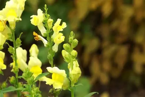 Leeuwebekken, Leeuwebekken, Antirrhinum