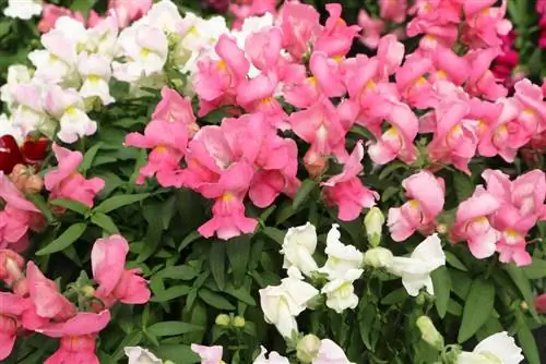 Lwia paszcza, lwia paszcza, Antirrhinum