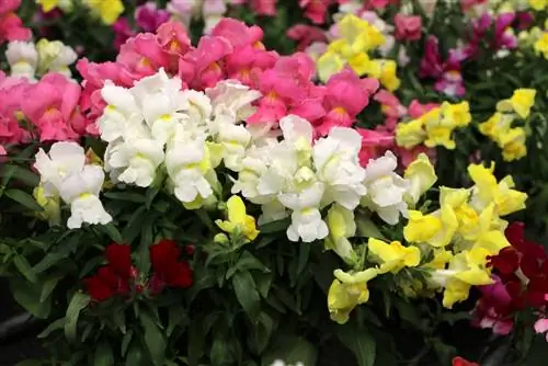 Leeuwebekken, Leeuwebekken, Antirrhinum