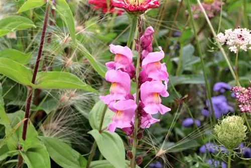 Je, snapdragon ni imara? - Vidokezo 7 vya snapdragons za msimu wa baridi