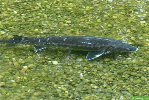 Sterlet di kolam taman